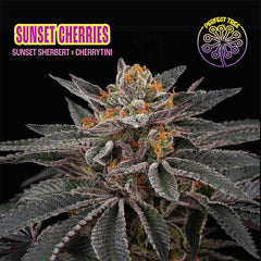 Sunset Cherries Feminized Cannabis Seeds by Perfect Tree