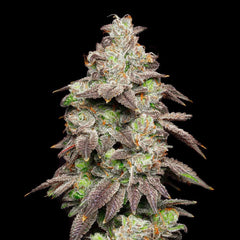 Fried Banana Feminized Cannabis Seeds by Cookies Seeds