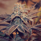 Iced Peach Feminized Cannabis Seeds by Perfect Tree