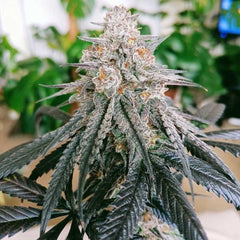 Frozen Rose Feminized Cannabis Seeds by Conscious Genetics