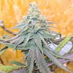 Frozen Rose Feminized Cannabis Seeds by Conscious Genetics