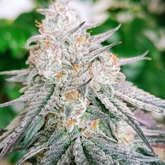Frozen Rose Feminized Cannabis Seeds by Conscious Genetics