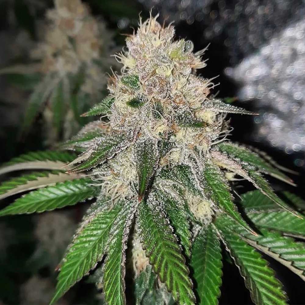Frozen Rose by Conscious Genetics