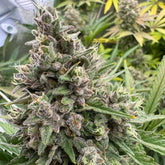 Pink Quavers Feminized Cannabis Seeds by Conscious Genetics