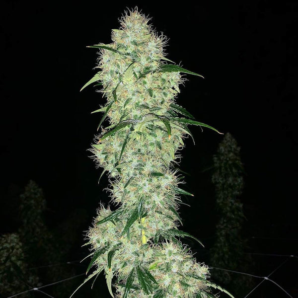 Ghost Train Haze #1 by Rare Dankness