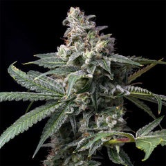 GMO x Hollywood Feminized Cannabis Seeds by Cookies Seeds
