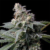 GMO x Hollywood Feminized Cannabis Seeds by Cookies Seeds