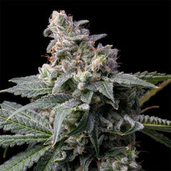 GMO x Hollywood Feminized Cannabis Seeds by Cookies Seeds