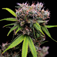 Golden Pineapple S1 Feminized Cannabis Seeds by Green Bohdi Genetics