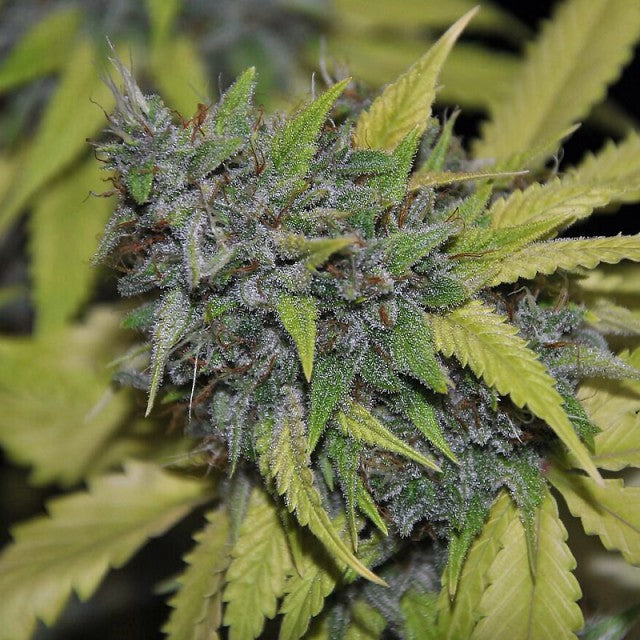 Grandaddy Confidential by Pheno Finder Seeds