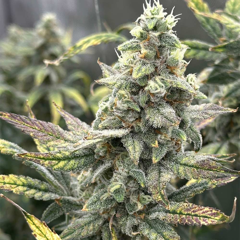 Grape Deebo by Night Owl Seeds