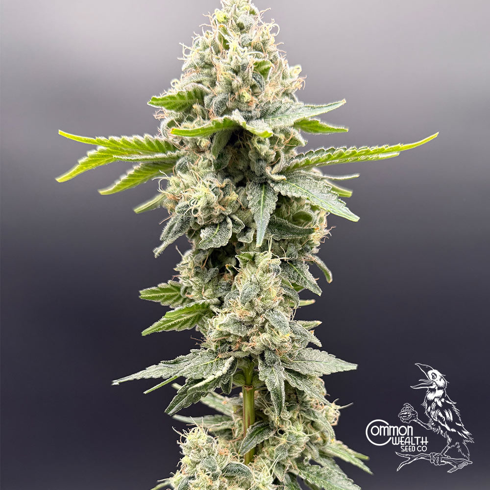 Grape Ghost by Common Wealth Seed Co