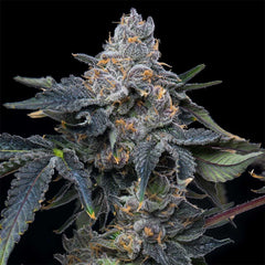 Grape Z x Hollywood Feminized Cannabis Seeds by Cookies Seeds