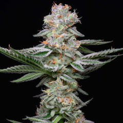 GrapeFruitz Feminized Cannabis Seeds by Cookies Seeds