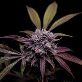 78 Tenzin #4 Regular Cannabis Seeds by Green Bodhi Genetics