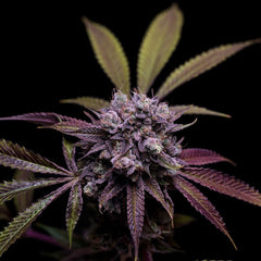 78 Tenzin #4 Regular Cannabis Seeds by Green Bodhi Genetics