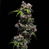 Golden Pineapple S1 Feminized Cannabis Seeds by Green Bohdi Genetics