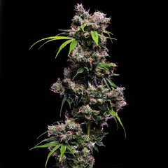 Golden Pineapple S1 Feminized Cannabis Seeds by Green Bohdi Genetics
