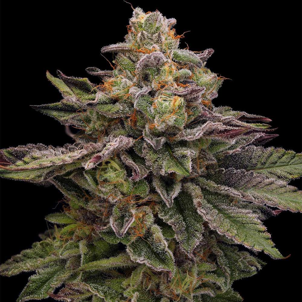 Hazy Driver by Green Bodhi