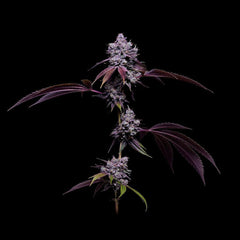 78 Tenzin #4 Regular Cannabis Seeds by Green Bodhi Genetics