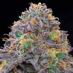 Blue Gelonade Feminized Cannabis Seeds by Grounded Genetics