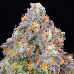 Blue Zlime Feminized Cannabis Seeds by Grounded Genetics