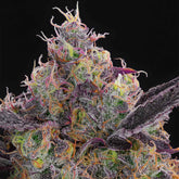 Blueberry Zkunk Feminized Cannabis Seeds by Grounded Genetics