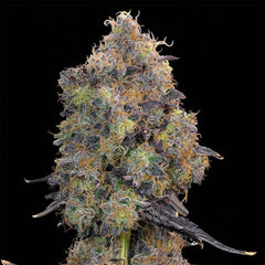 Blueberry Zkunk Feminized Cannabis Seeds by Grounded Genetics