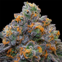 Bluzcotti Feminized Cannabis Seeds by Grounded Genetics