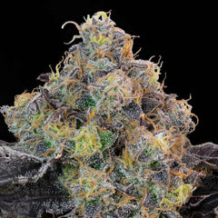 Blueberry Zkunk Feminized Cannabis Seeds by Grounded Genetics