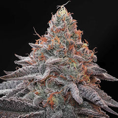 Kashmir Black Feminized Cannabis Seeds by Grounded Genetics