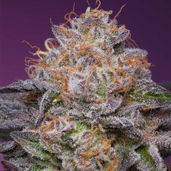 Lime Drizzle Feminized Cannabis Seeds by Grounded Genetics
