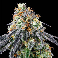 Nose Candy Feminized Cannabis Seeds by Grounded Genetics