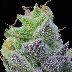Peach Limeade Feminized Cannabis Seeds by Grounded Genetics