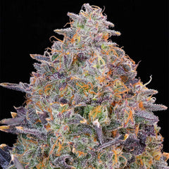 Pink Chai Feminized Cannabis Seeds by Grounded Genetics