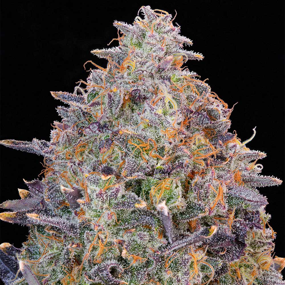 Pink Chai by Grounded Genetics
