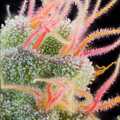 Pink Honey Feminized Cannabis Seeds by Grounded Genetics