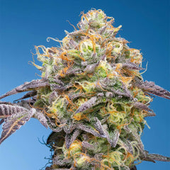 Plumz Feminized Cannabis Seeds by Grounded Genetics
