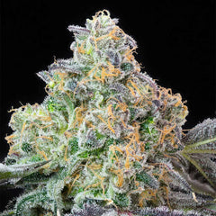 Blueberry Zkunk Feminized Cannabis Seeds by Grounded Genetics