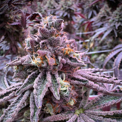 Sour Blucci Feminized Cannabis Seeds by Grounded Genetics