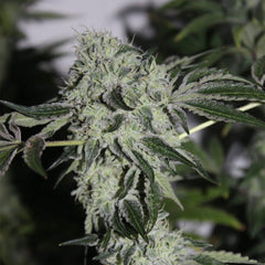 Tropical Sour Feminized Cannabis Seeds by Grounded Genetics