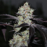 Zwishers Feminized Cannabis Seeds by Grounded Genetics