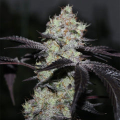 Zwishers Feminized Cannabis Seeds by Grounded Genetics