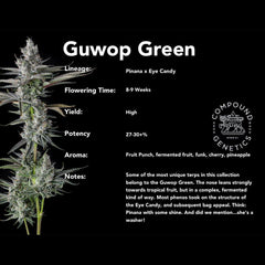 Guwop Green Feminized Cannabis Seeds by Compound Genetics