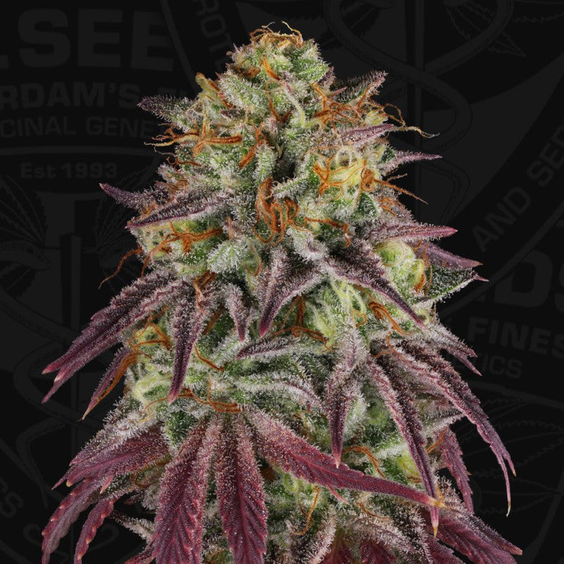 Hazanana 710 by T.H. Seeds