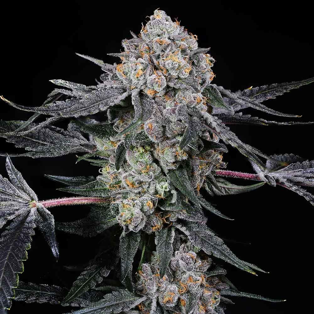High Society by Compound Genetics
