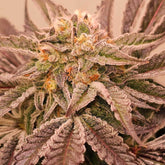 Hindu Runtz Feminized Cannabis Seeds by Karma Genetics
