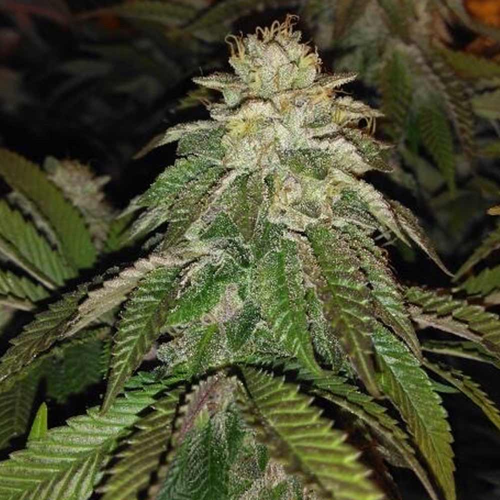Hot Tropic by Oni Seed Co.