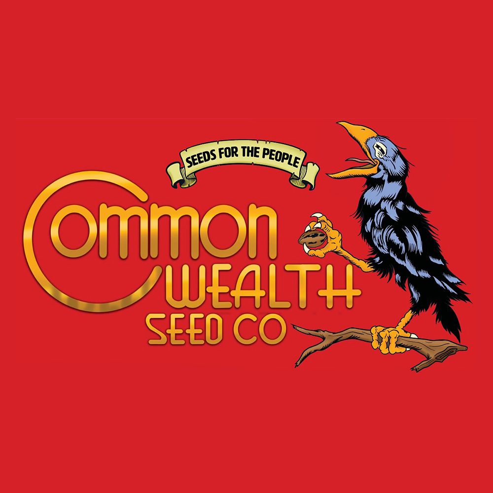 ICC X Grape Sunshine by Common Wealth Seed Co