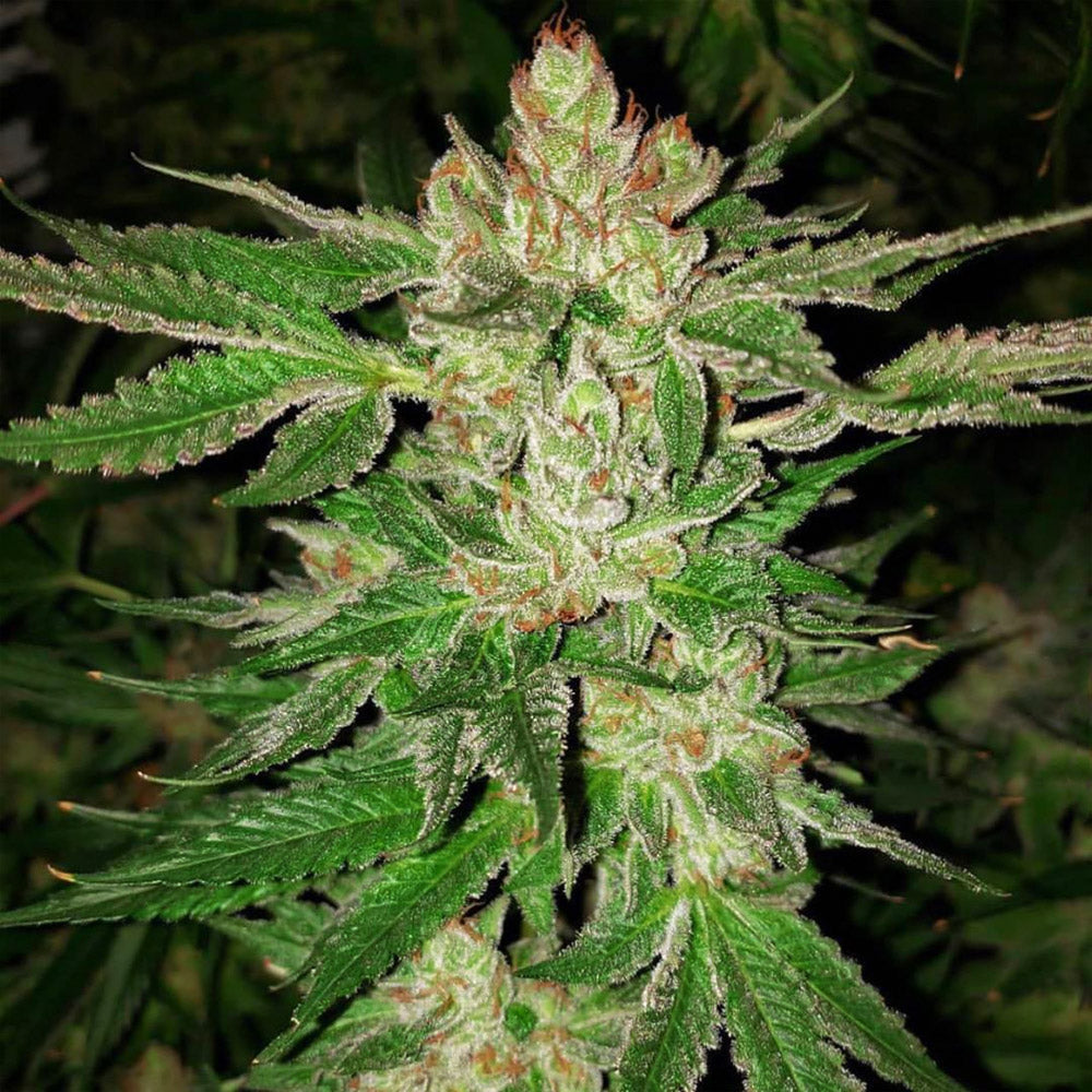 Island G by Oni Seed Co.